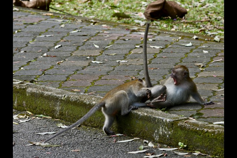 The Fight